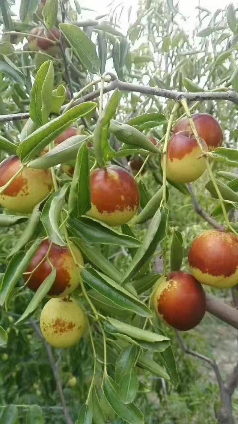 滄州黃驊冬棗 一口咬下，滿嘴的清甜與實(shí)力