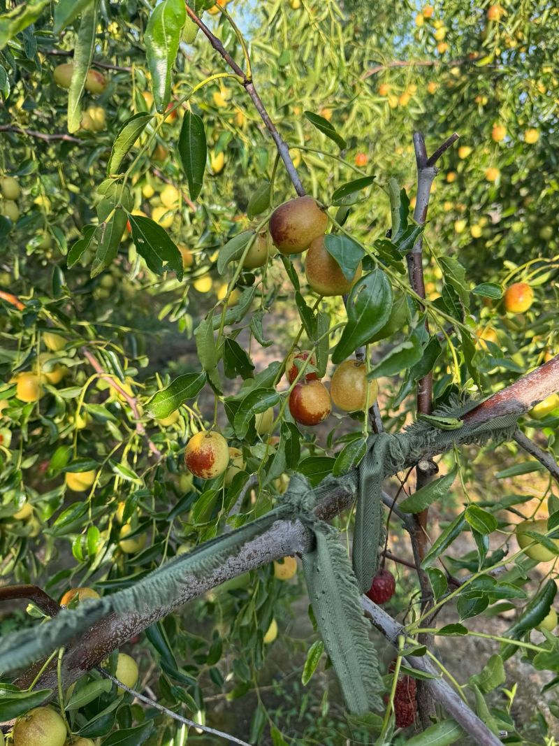 黃驊冬棗 河北滄州的“金疙瘩”，品質(zhì)與實(shí)惠的完美結(jié)合