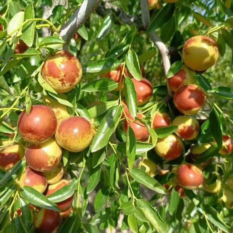 河北黃驊冬棗 雨前珍品，質(zhì)優(yōu)價(jià)美，批發(fā)首選