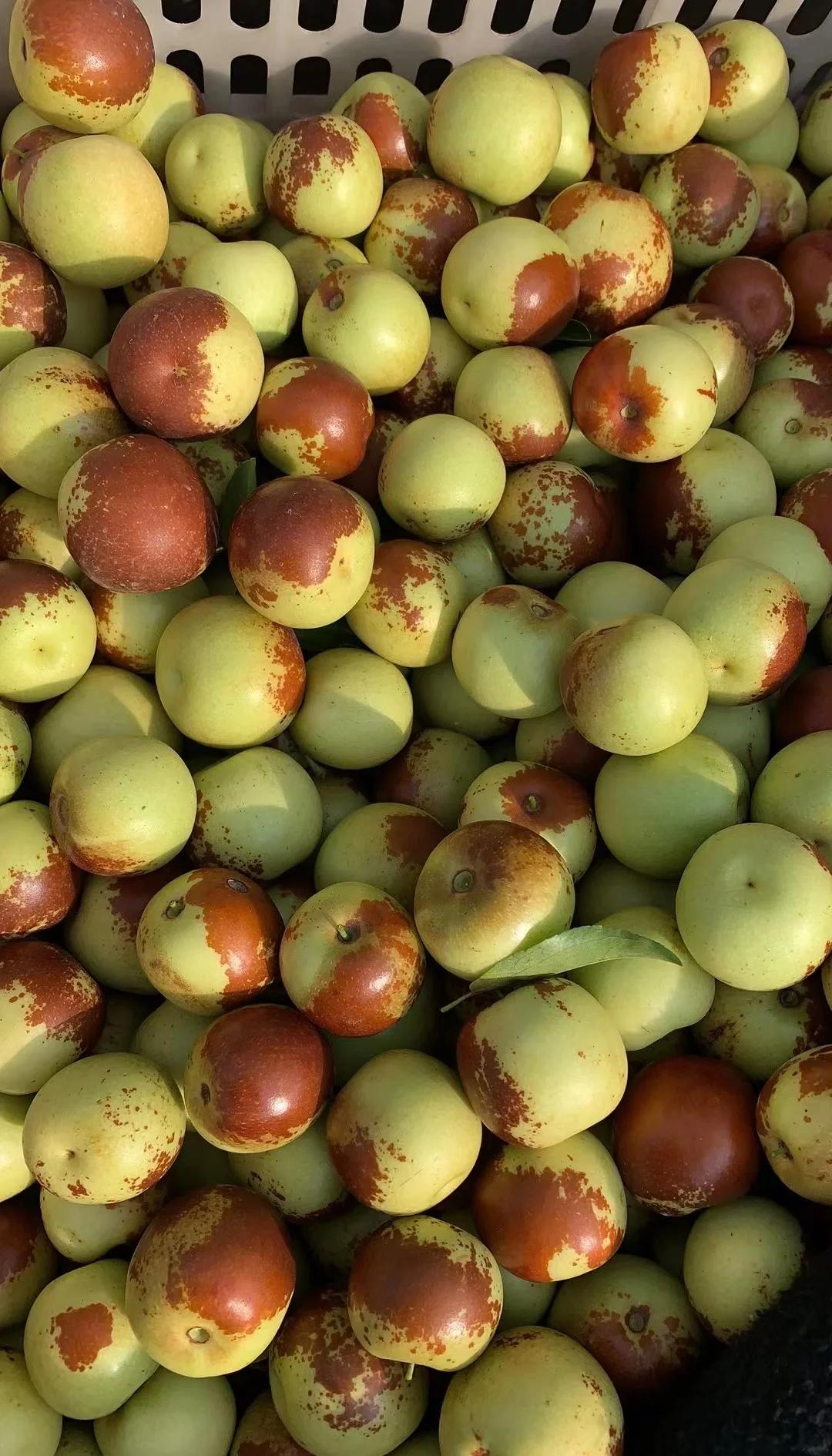 黃驊冬棗鮮到爆！舌尖速遞，領(lǐng)略冰甜脆爽的秋日珍饈