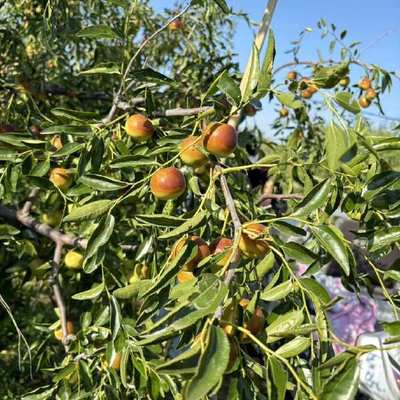 黃驊冬棗 個(gè)大皮薄，脆甜沁心的北方珍果